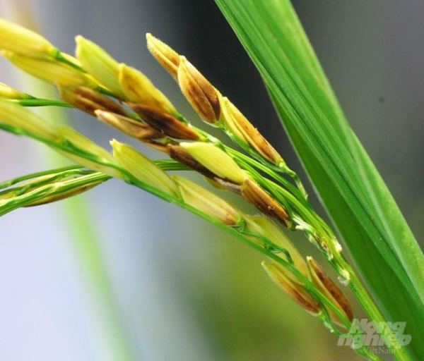 Lem Lép Hạt Lúa: Tổng Quan Về Nguyên Nhân, Triệu Chứng và Giải Pháp Phòng Trị Hiệu Quả